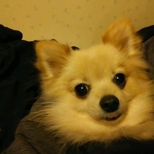 Meet your Posher, Paige